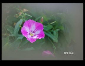 雾里 看花