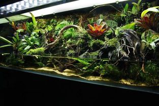 水草缸雨林缸造景 王者荣耀中的植物VS雨林缸植物