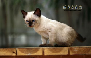 纯种暹罗猫多少钱一只 这是纯种暹罗猫吗