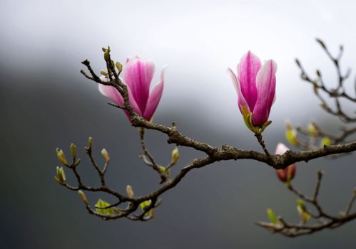 未来一周 5月10日 16日 十二生肖运势详解 生肖牛,生肖虎,生肖羊