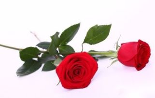 玫瑰花的扦插懒人方法 最简单扦插玫瑰方法