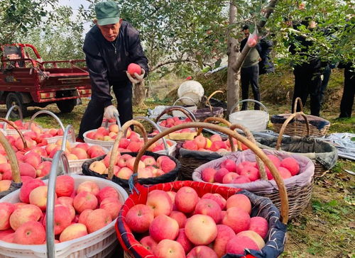 从卖苹果到 卖果树 宝塔区2万多棵果树被认领