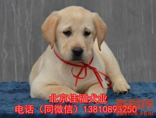 【北京哪卖拉布拉多幼犬 奶白色拉布拉多 疫苗驱虫已做好 可送货】-北京酷易搜