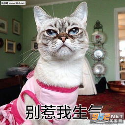 猫咪撩人带字图片表情 猫咪撩人表情包下载 乐游网游戏下载 