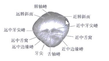 口腔主治医师考生必看,熟练这个知识点只需3分钟