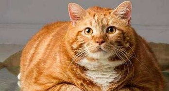 有 渣猫 之称的橘猫,为啥这么多人养 网友 你养就知道了