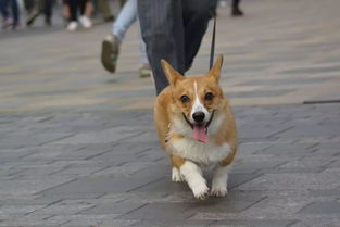 下周起,你家宠物出门不带这个,麻烦可就大了 杭州城管启动 文明养犬 集中整治 网易订阅 