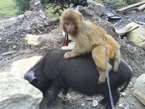 男1995年的猪跟女1992年的猴在一起合适么 