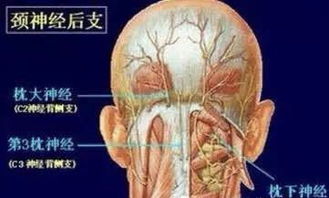 枕突是什么意思