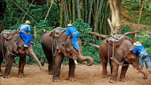 为什么都说去泰国旅游一定不要骑大象 内行人说出实话 