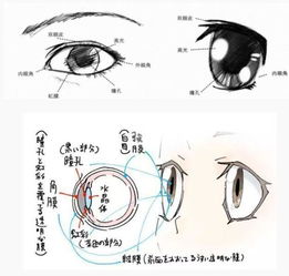 初学者怎么去分辨不同的人物眼睛 怎么去绘画这些眼睛