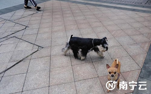 南宁多个小区宠物狗 放飞天性 市民呼吁文明养犬