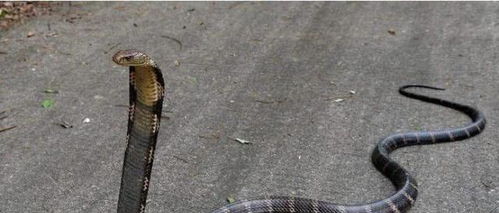 世界上最长毒蛇,一路打败环蛇眼镜蛇蟒蛇,最怕有经验的捕蛇人