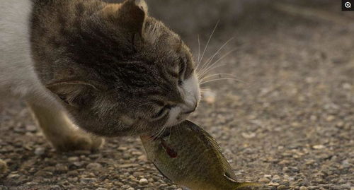 猫吃鱼从来不会被鱼刺卡住喉咙,这是为什么呢 看完你就全部懂了