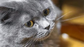 猫友疑惑 英短母猫发腮过程,英短蓝猫母的会发腮吗