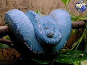 世界上最珍贵的蟒蛇,万中无一,每条价值50万美元