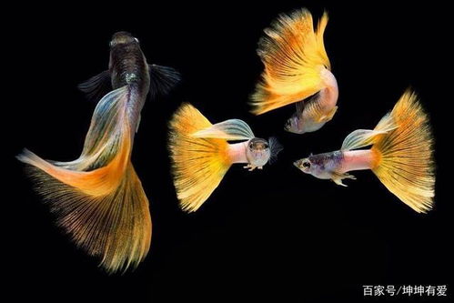 孔雀鱼下的小鱼带卵泡能活吗 孔雀鱼在繁殖期间应注意什么