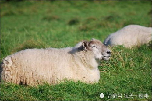 十年河东转河西 67年 羊羊羊 过了50岁,看完谁说不哭