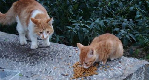 遇见流浪猫,我们应该给它什么东西吃 该怎么喂