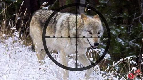公狼对母狼的爱情,母狼捕食黄羊，途中踏中了兽夹，公狼为救母狼，打算咬断母狼的腿