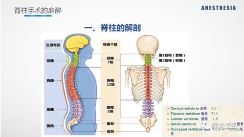 麻醉护理 脊柱手术的麻醉