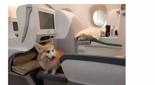 什么狗可以坐飞机头等舱