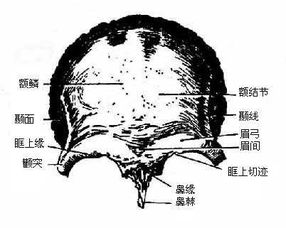人体解剖学 第三节 颅骨及其连接 脑颅各骨 脑颅整体观 面颅各骨 