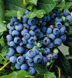 蓝莓花束怎么弄好看(蓝莓花序)(蓝莓花怎么种植和养护)