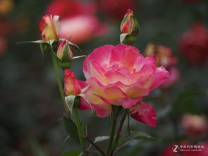 玫瑰的品种名称及图片 26种常见玫瑰花品种
