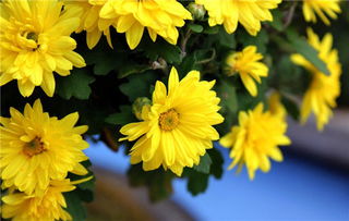 黄菊花代表什么，黄色菊花的寓意和象征意义是什么
