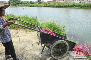 广东数千斤火龙果滞销被倒入渔塘 