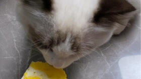 布偶猫 小可爱吃蛋黄