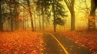 秋天关于落叶的诗句及赏析