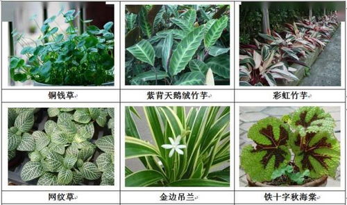 干货丨垂直绿化的植物选择 华南地区