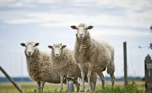 属羊人,10月底很危险,有怪事,要小心,过后一顺百顺 宫有 