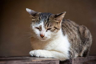 猫咪体质弱易生病该如何预防猫鼻支的病症 猫咪体质弱吃什么预防猫鼻支比较好