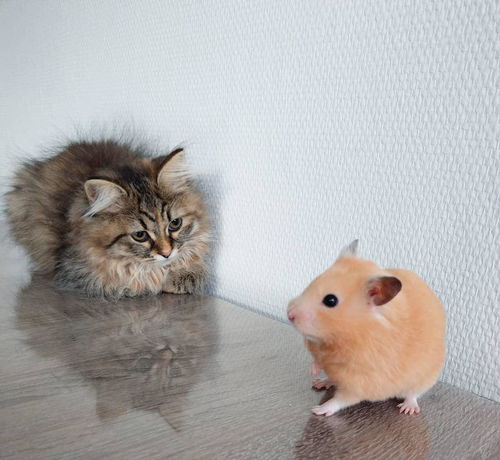 猫咪和仓鼠也能成为一对好朋友,这不就是现实版的猫和老鼠吗