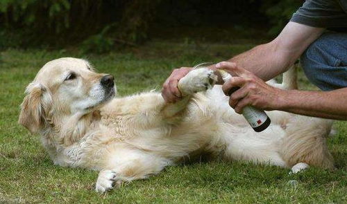 狗狗频繁 舔爪子 的六大原因,不容忽视