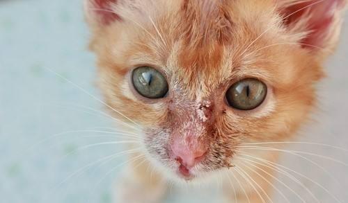 2个多月大的小猫咪体检时有猫藓,怎么办 这些可以帮到你