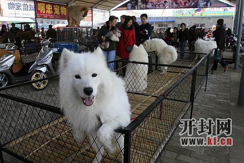 中国最大的宠物交易市场在哪里 