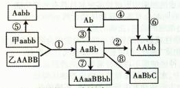 下图甲.乙表示水稻两个品种.A.a和B.b表示分别位于两对同源染色体上两对等位基因.① ⑦表示培育水稻新品种的过程.则下列叙述正确的是A.① ②过程简便.可明显缩短育种年限 