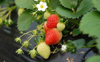大棚草莓苗移栽注意事项