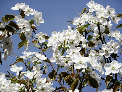 6月份期间,缘分和桃花无可动摇,去拥抱全新生活的四大生肖