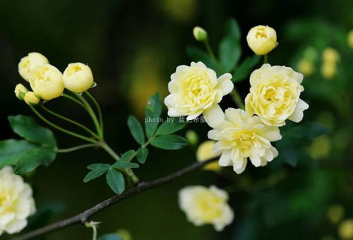 花朵小花枝多的花卉怎么拍 5个摄影口诀送给你,新手建议收藏