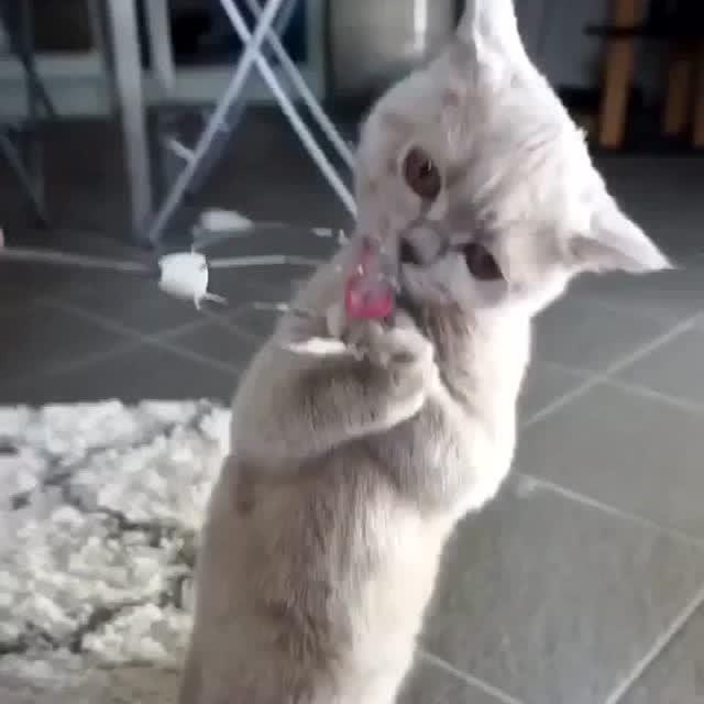 小猫咪吃奶油 