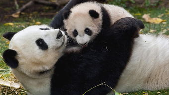 萌宠 野生动物 大 熊猫 