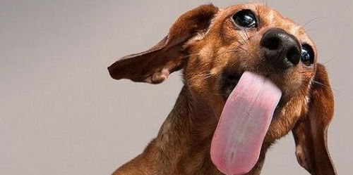 狗狗舔人代表着什么,你知道它要表达的意思吗