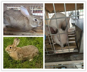 南川新西兰兔种兔多少钱一只多少钱一只