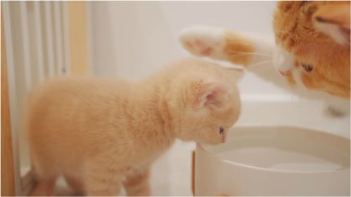 小奶猫喝水需要要教吗 猫妈妈是如何教导的 38 