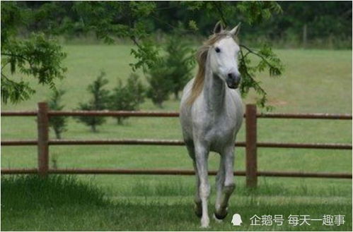 属马人 近期3天这个人会找上门,是你这辈子最大的贵人要珍惜